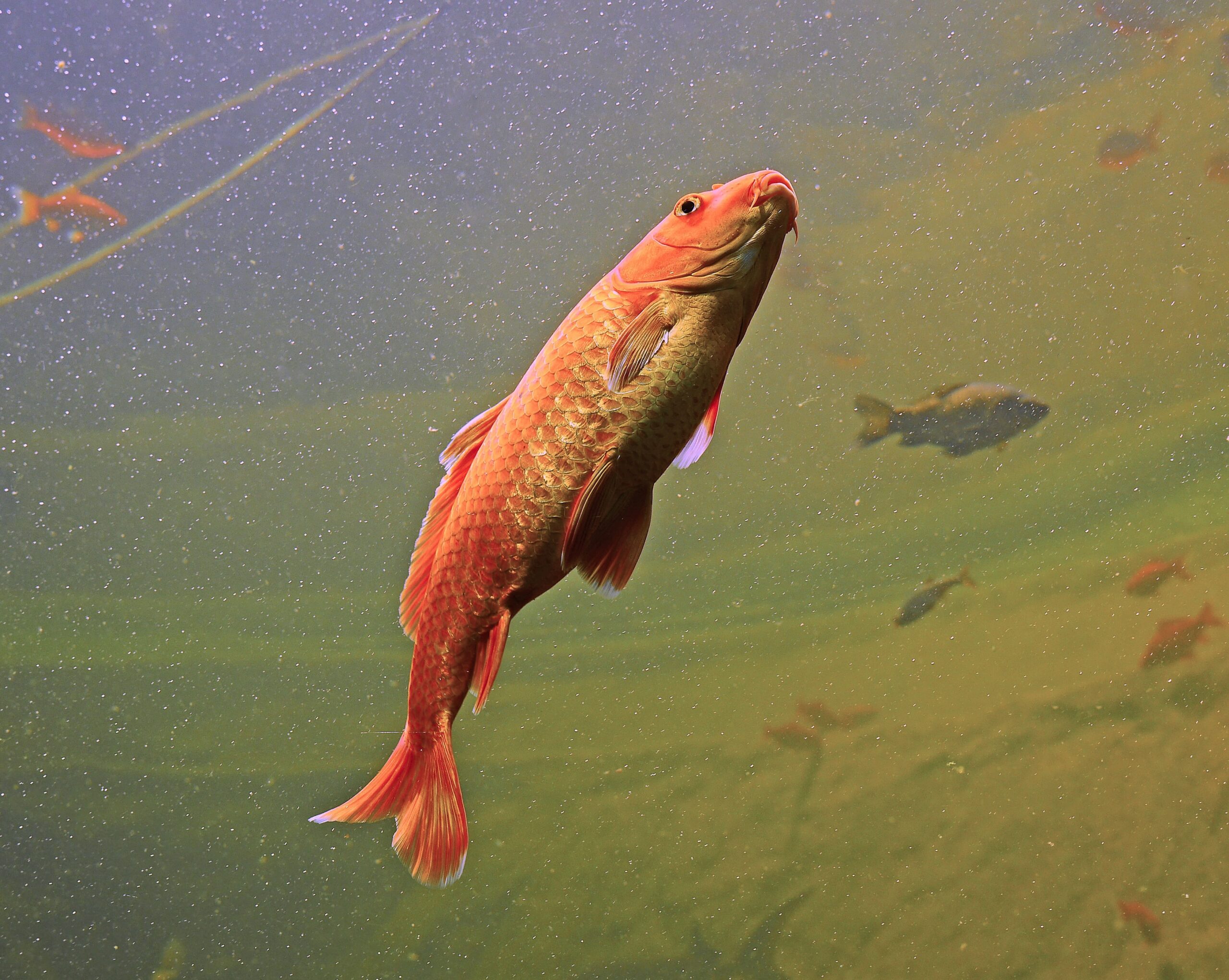 Identification des espèces & Aquarium