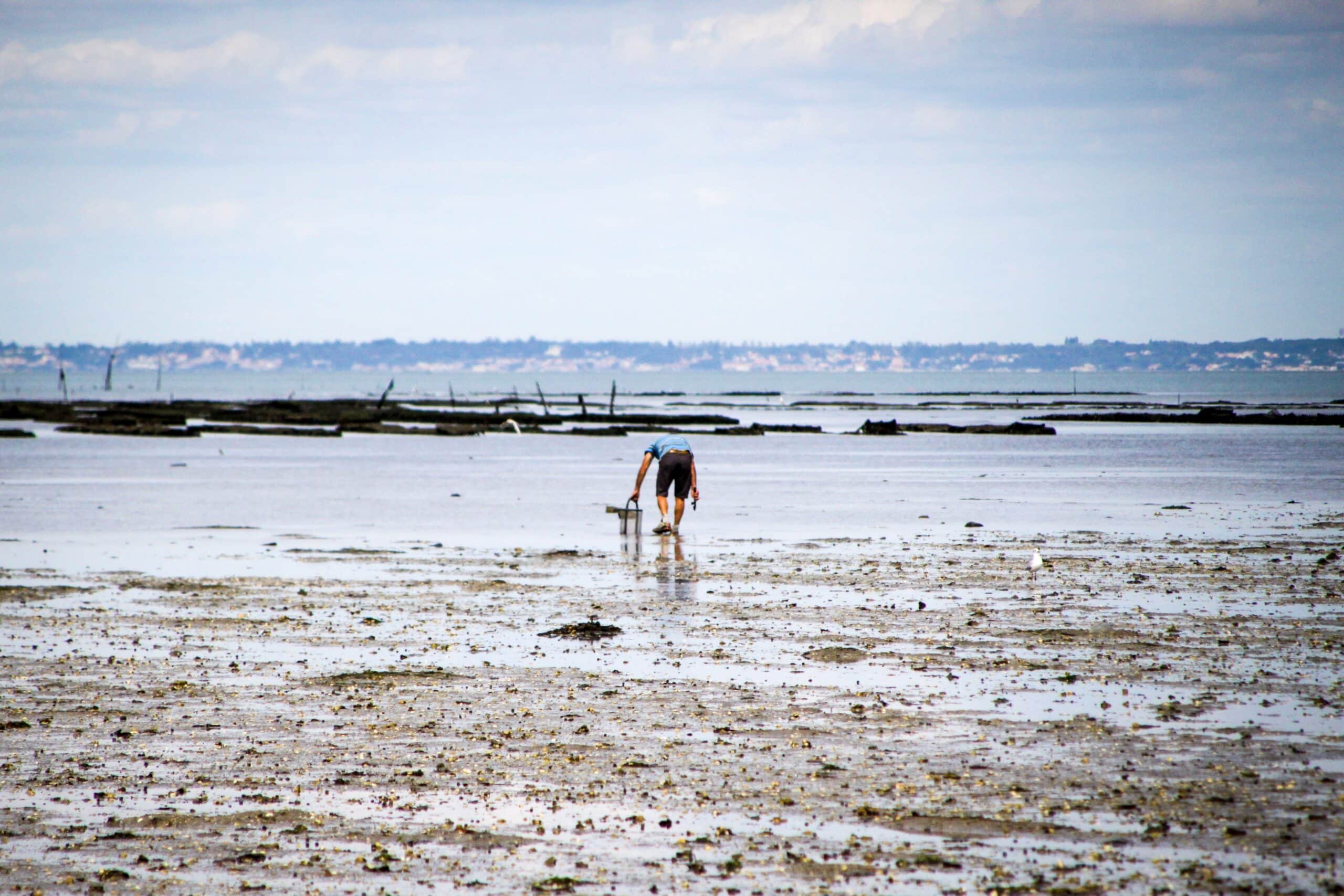 Découverte de l’estran & Pêche à pied